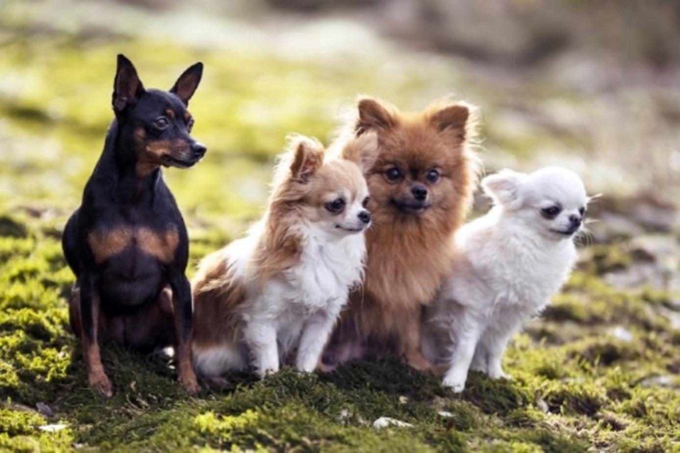 Small Dog Breeds — Smallest Dog Breeds
